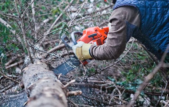 Professional Lumberjack Cutting a big Tree in the Forest during the Winter